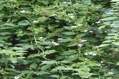 Jasminum roxburghianum